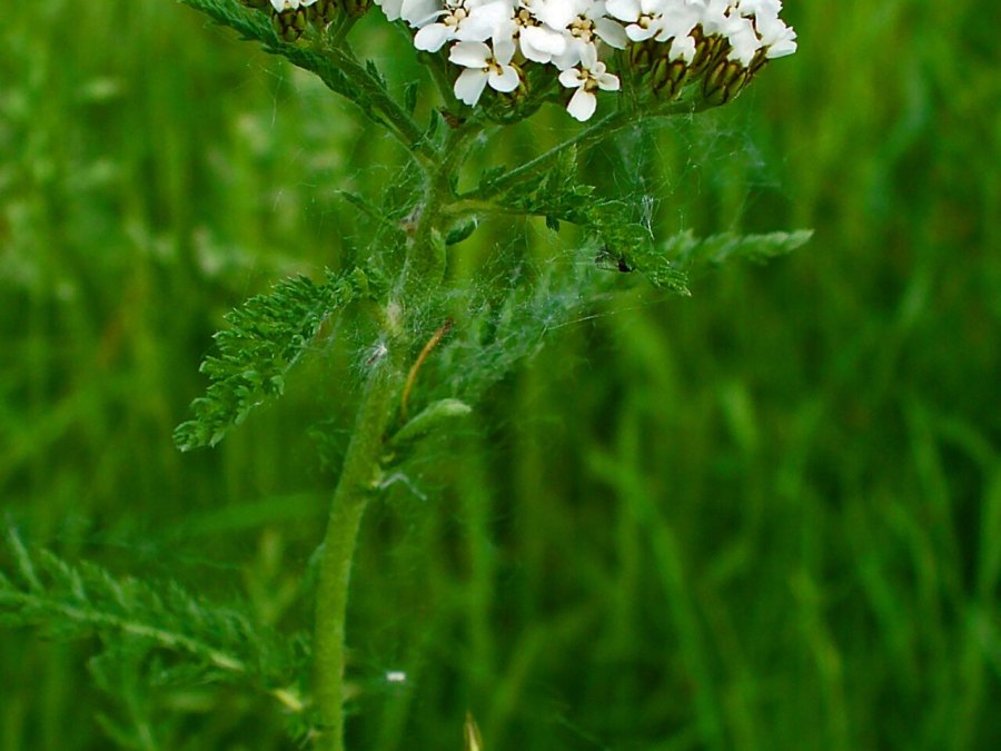 Photo de L'achillée millefeuille