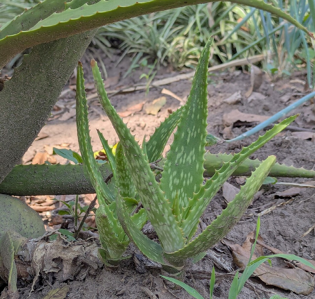 Photo de L'aloe vera