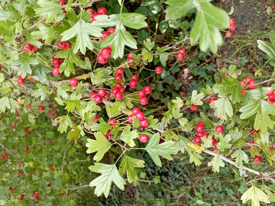 Photo de L'aubépine