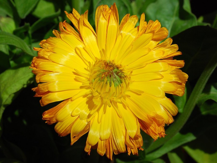 Photo de Le calendula