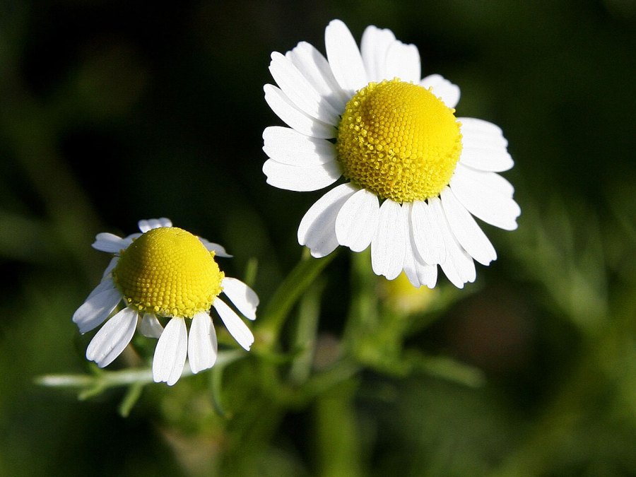Photo de La camomille matricaire