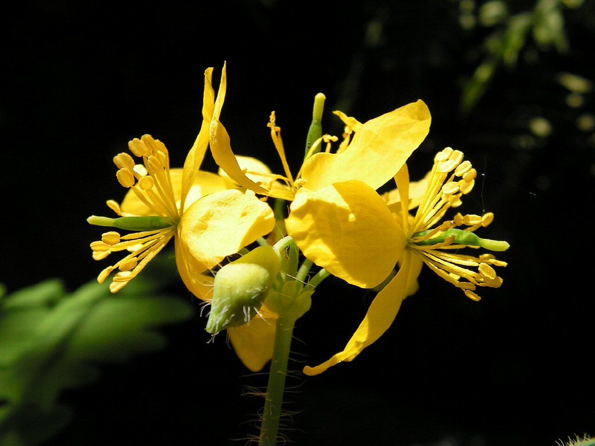 Photo de La chélidoine