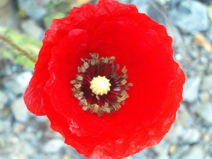 Photo de Le coquelicot