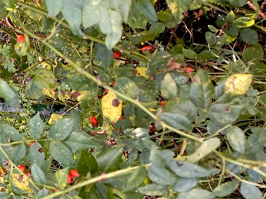 Autre photo de L'églantier