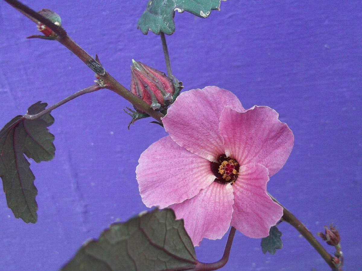 Photo de L'hibiscus