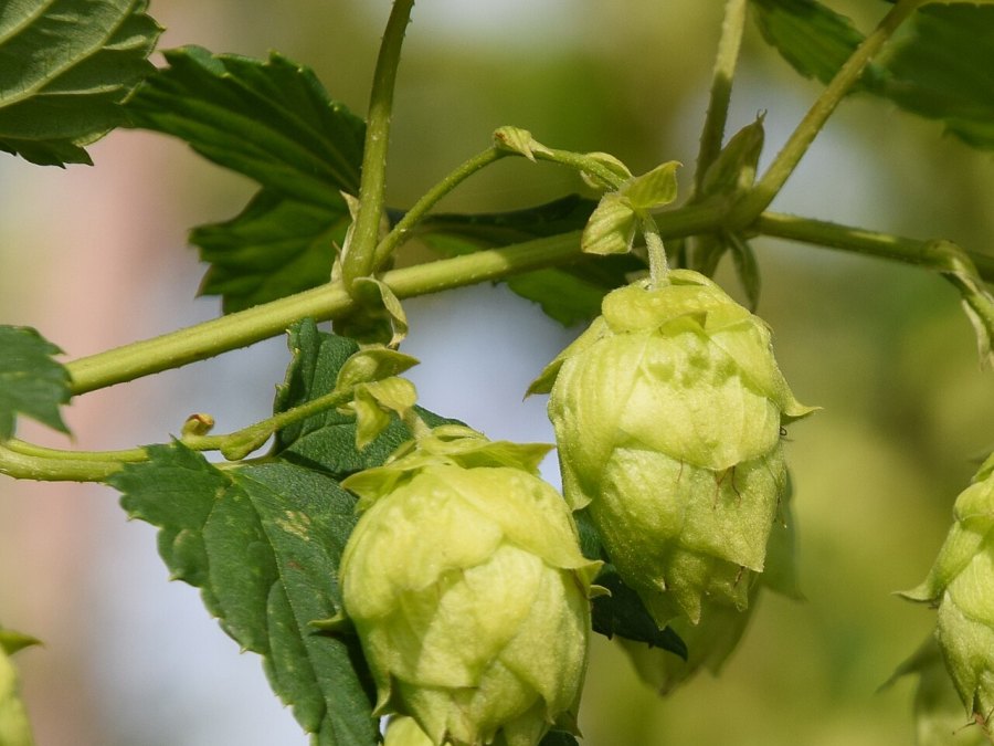 Photo de Le houblon