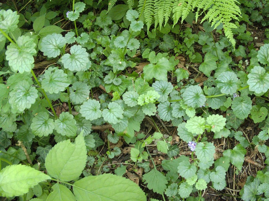Autre photo de Le lierre terrestre
