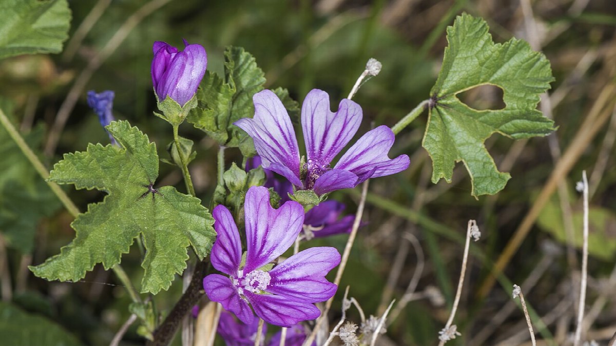 Photo de La mauve sylvestre