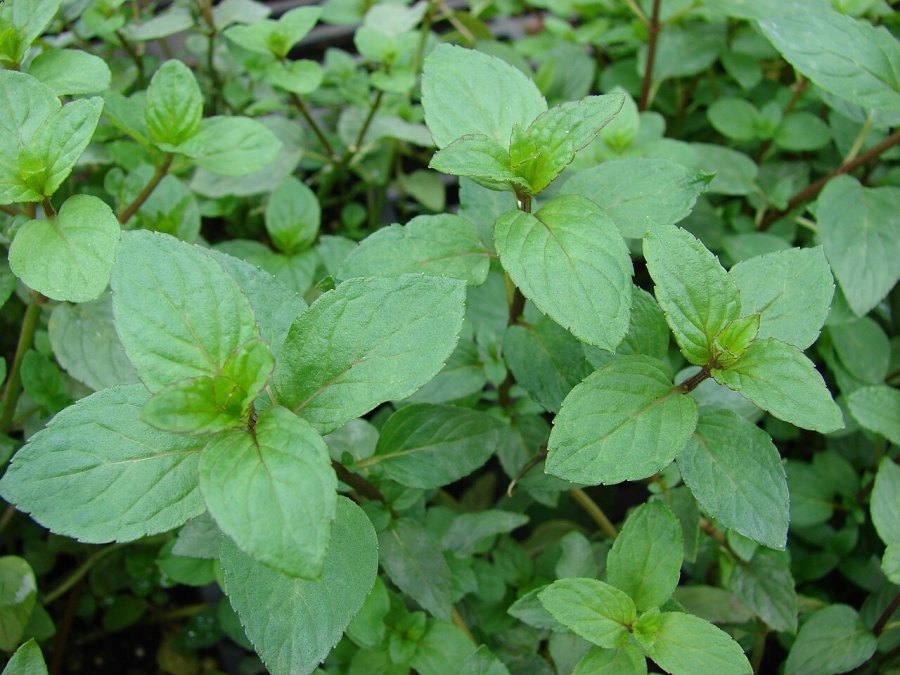 Photo de La menthe poivrée