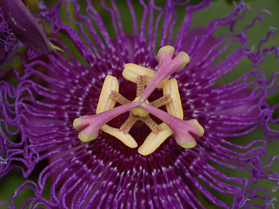 Photo de La passiflore