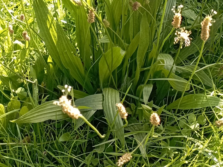 Photo de Le plantain lancéolé