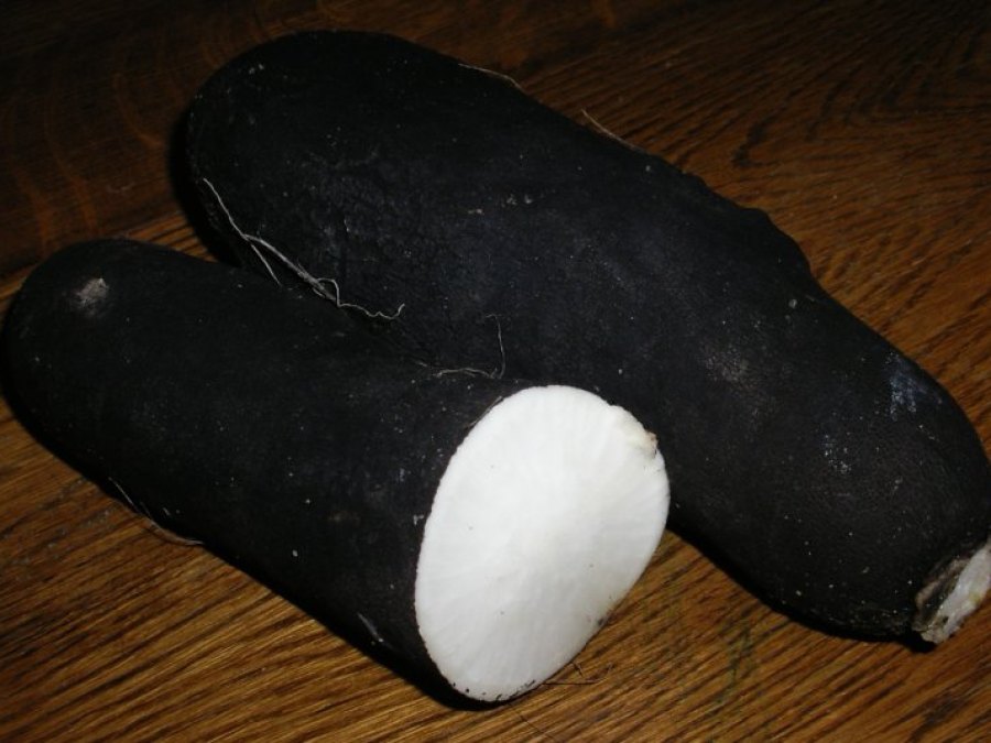Photo de Le radis noir
